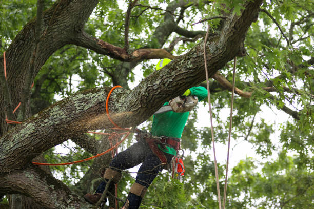 How Our Tree Care Process Works  in  Nellis Af, NV